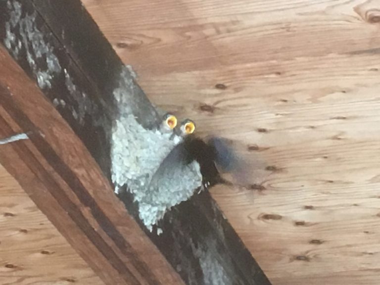 20190521　ツバメの巣 (4)